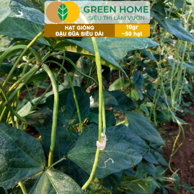Hạt Giống Đậu Đũa Siêu Dài, Greenhome, Gói 10GR~50 hạt, Dễ Trồng Quanh Năm, Nảy Mầm Cao, T39