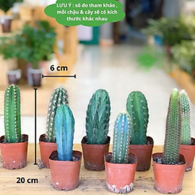 Combo 3 cây xương rồng cao cấp ( gửi cây ngẫu nhiên khác nhau )