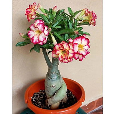 Hạt giống hoa sứ kép Thái Lan - Bịch 10 hạt – Mã số 2021