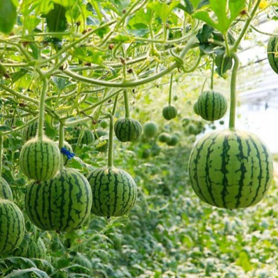 Hạt giống Dưa hấu Baby ruột VÀNG F1 VTP191