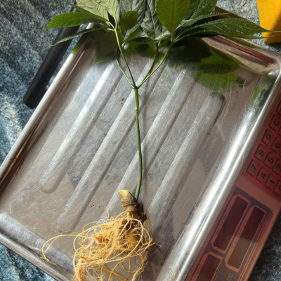 cây sâm ngọc linh núi Nam Trà My