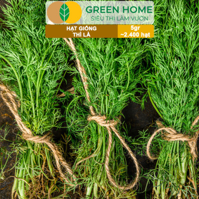 Hạt Giống Rau Thì Là Greenhome, Gói 5gr~2400 hạt, Dễ Trồng, Nảy Mầm Cao, Thu Hoạch Nhanh, Năng Suất Cao G11