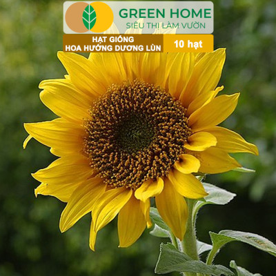 Hạt Giống Hoa Hướng Dương Greenhome, Gói 10 hạt, Sai Hoa, Màu Rực Rỡ, Dễ Trồng, Nảy Mầm Cao H03