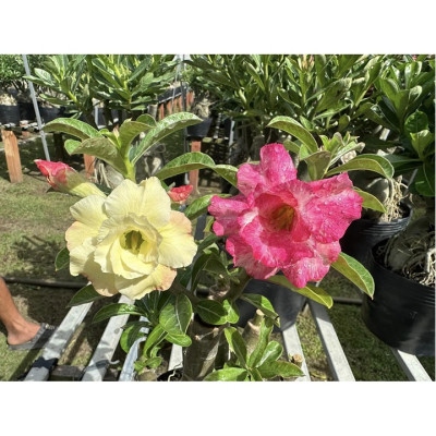 Hạt giống hoa sứ ghép Thái Lan 2 màu vàng hồng nhiều tầng - Bịch 10 hạt – Mã số 2082