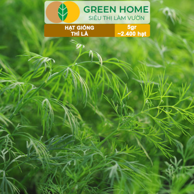 Hạt Giống Rau Thì Là Greenhome, Gói 5gr~2400 hạt, Dễ Trồng, Nảy Mầm Cao, Thu Hoạch Nhanh, Năng Suất Cao G11